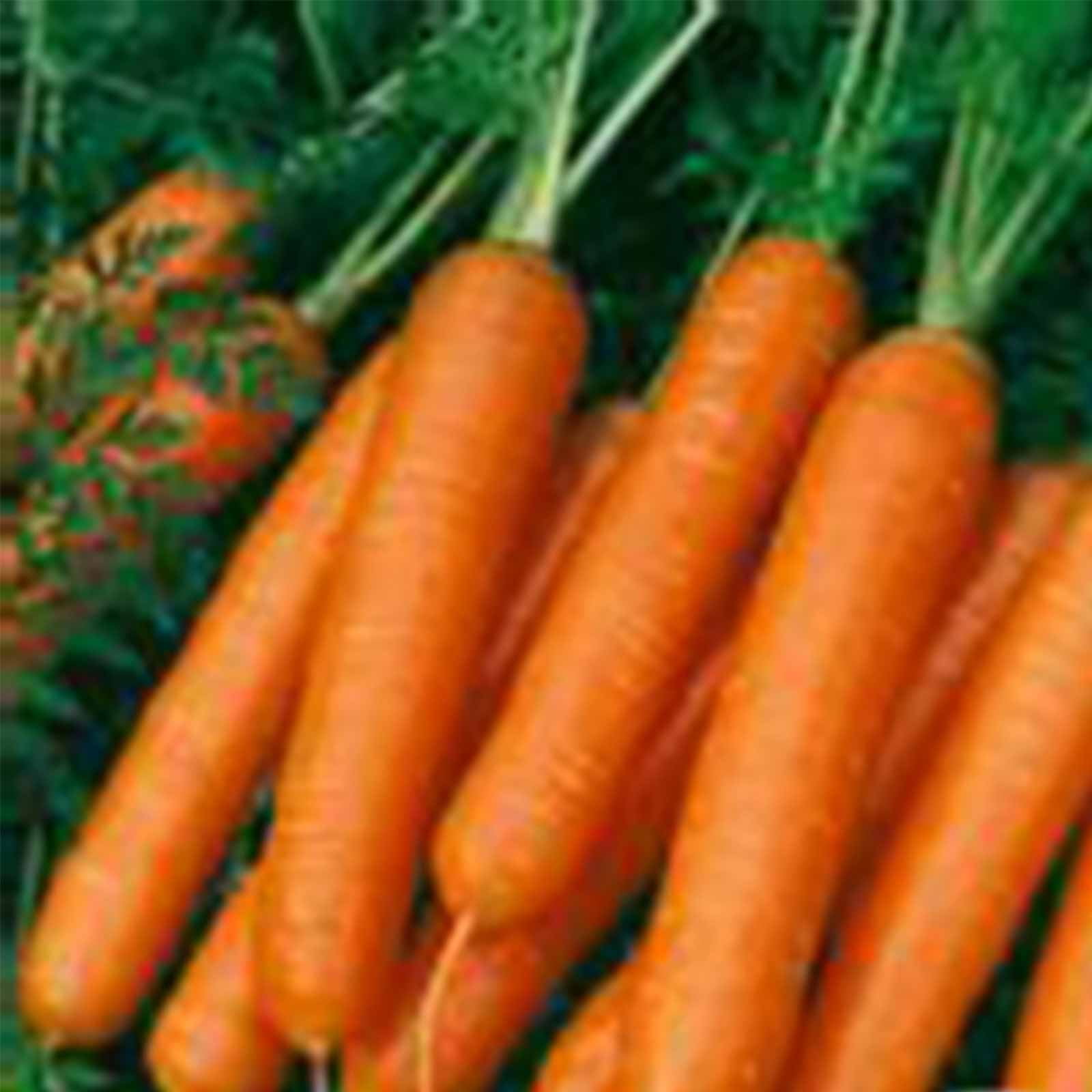 100 Scarlet Nantes Carrot Seeds