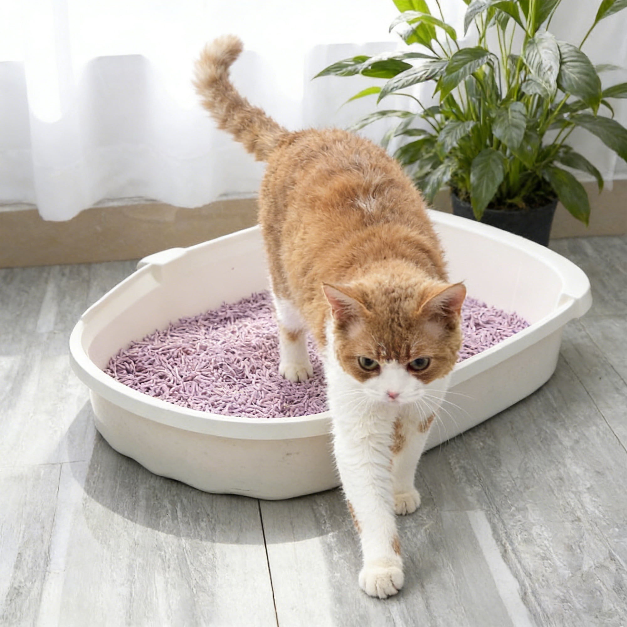 PURPURLAND Tofu Cat Litter, 8.8/17.6 LB(2/4 Packs) Fast Lavender Clumping & Superior Odor Control, Natural Corn Scent, Dustfree, Flushable, Low Tracking