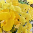 thumbnail image 4 of Flores artificiales de Phalaenopsis de 37" 6 piezas de flores artificiales de orquídea con tallo para decoración del hogar, amarillo, 4 of 6