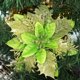 thumbnail image 1 of 10 Pcs Artificial Poinsettia Christmas Flower Decorations with Clips and Glitter Stems Christmas Poinsettia Decorations for Christmas Tree Winter Party Garland Decorations Green, 1 of 1