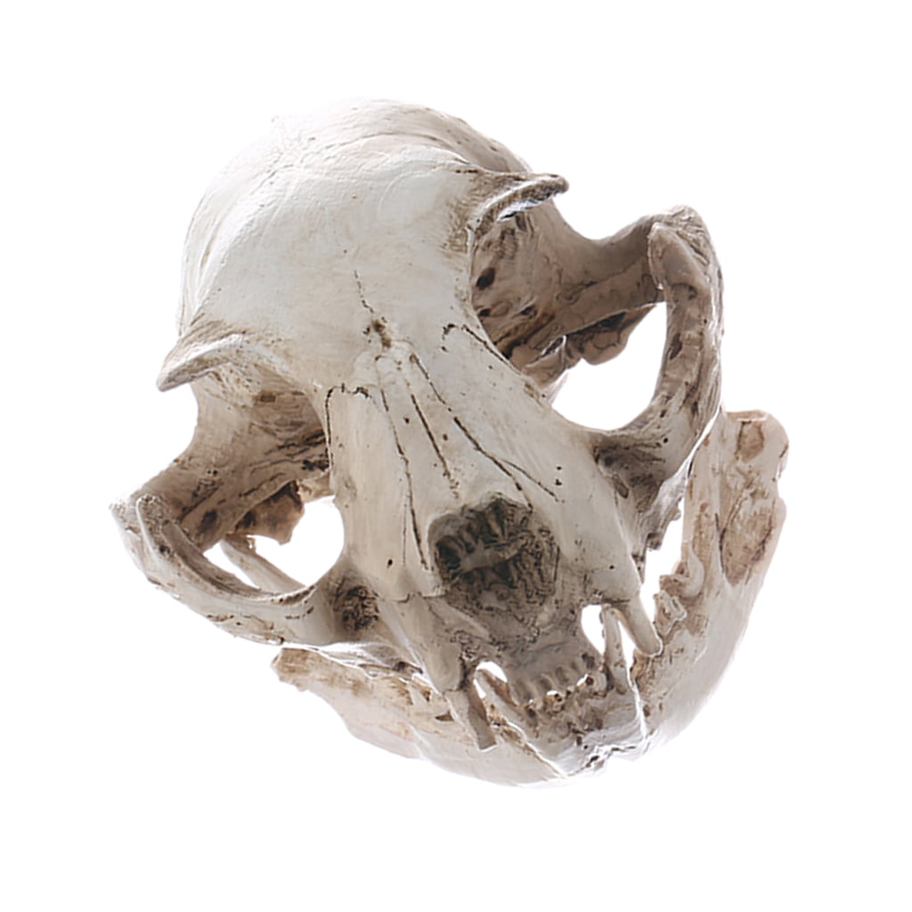 Resin Cat Skull Replica  Teaching Skeleton Model Bar Halloween Decor 