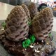 thumbnail image 4 of Pine Cone Nuts Shape Silicone Molds for Cake Decorating Tools, French Dessert Mousse Cake Mold Non-Stick Silicone Heat Resistance Flexible Silicone 20, 4 of 5