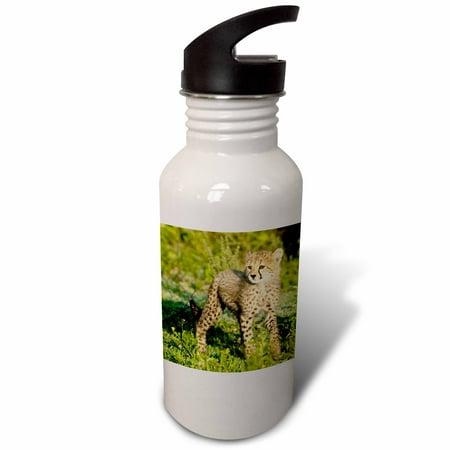 

Tanzania Cheetah Ndutu Ngorongoro -AF45 RBE0322 - Ralph H. Bendjebar 21 oz Sports Water Bottle wb-71026-1