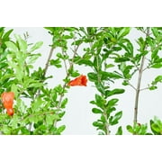 1 Gal. Wonderful Pomegranate - Delicious Fruit