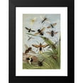 thumbnail image 2 of William Houghton 17x24 Black Modern Framed Museum Art Print Titled - Diptera (1877), 2 of 5