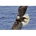 thumbnail image 2 of Illg, Cathy and Gordon 18x13 Black Ornate Wood Framed with Double Matting Museum Art Print Titled - USA, Alaska, Homer Bald eagle diving above water, 2 of 4