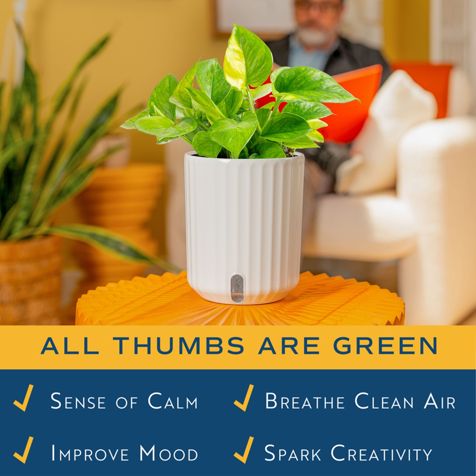 Costa Farms 10" Tall Lemon Top Pothos Live Plants in 5" Self-Watering Pot