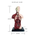 thumbnail image 5 of Human Body Model with 7 Removable Organ Models,Educational Organ Anatomy Model for Biological Scienc, 5 of 5
