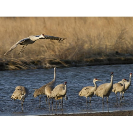 Nebraska Sandhill Crane - Sandhill Cranes (Grus Canadensis) Flying at Dusk, Platte River, Nebraska, USA Print Wall Art By William Sutton