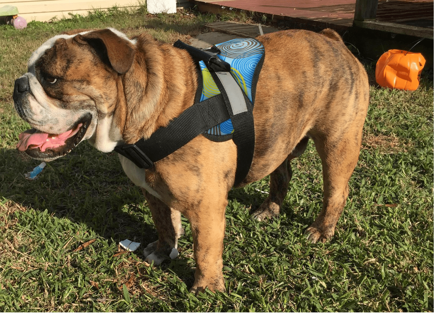 HDP Big Dog Soft No Pull Harness Size:Large Color:Electra