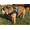 Electra, variant on HDP Big Soft Polyester No Pull Dog Harness, Black, XXL (40" to 48" Chest Size)