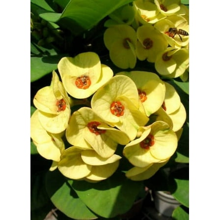 Golden Crown of Thorns Plant - Euphorbia - 5" Pot - RARE!