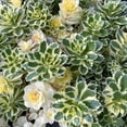 thumbnail image 2 of Sedum 'Atlantis' -Succulent- Live Starter Plant, 2 of 7