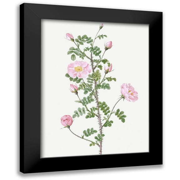 Redoute, Pierre Joseph 12x14 Black Modern Framed Museum Art Print Titled - Double Pink Scotch Briar, Red Pimple Rose, Rosa pimpinellifolia rubra