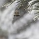 thumbnail image 4 of 100pcs Campanas de Navidad Colgantes Árbol de Navidad Colgando Adornos de campana (Bronce), 4 of 7