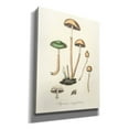 thumbnail image 2 of Epic Graffiti 'Agaricus Semiglobatus'  by Art Licensing Studio Canvas Wall Art, 12" x 16", 2 of 8