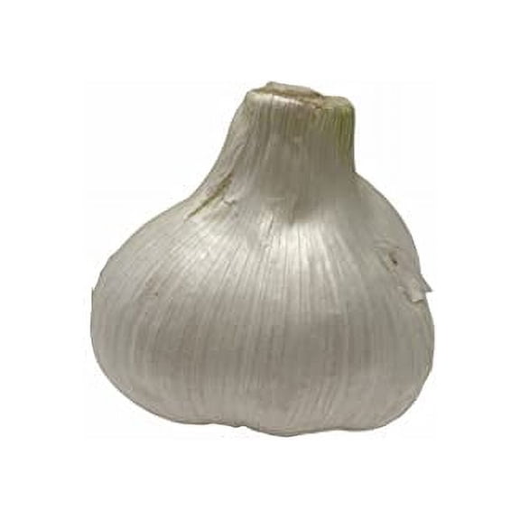 Elephant Garlic (Ajo Elefante) Sorted Bulbs! Great for Fall Planting! Different Sizes! (1 LB)