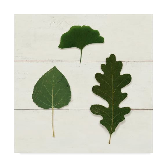 Trademark Fine Art 'Leaf Chart III Shiplap' Canvas Art by Wild Apple Portfolio