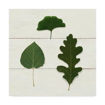 Trademark Fine Art 'Leaf Chart III Shiplap' Canvas Art by Wild Apple Portfolio