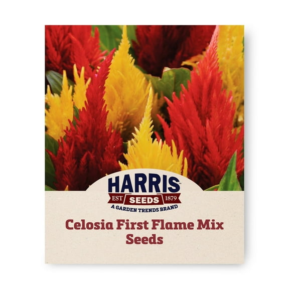 Harris Seeds - Celosia First Flame Mix Seeds - 500 Seeds