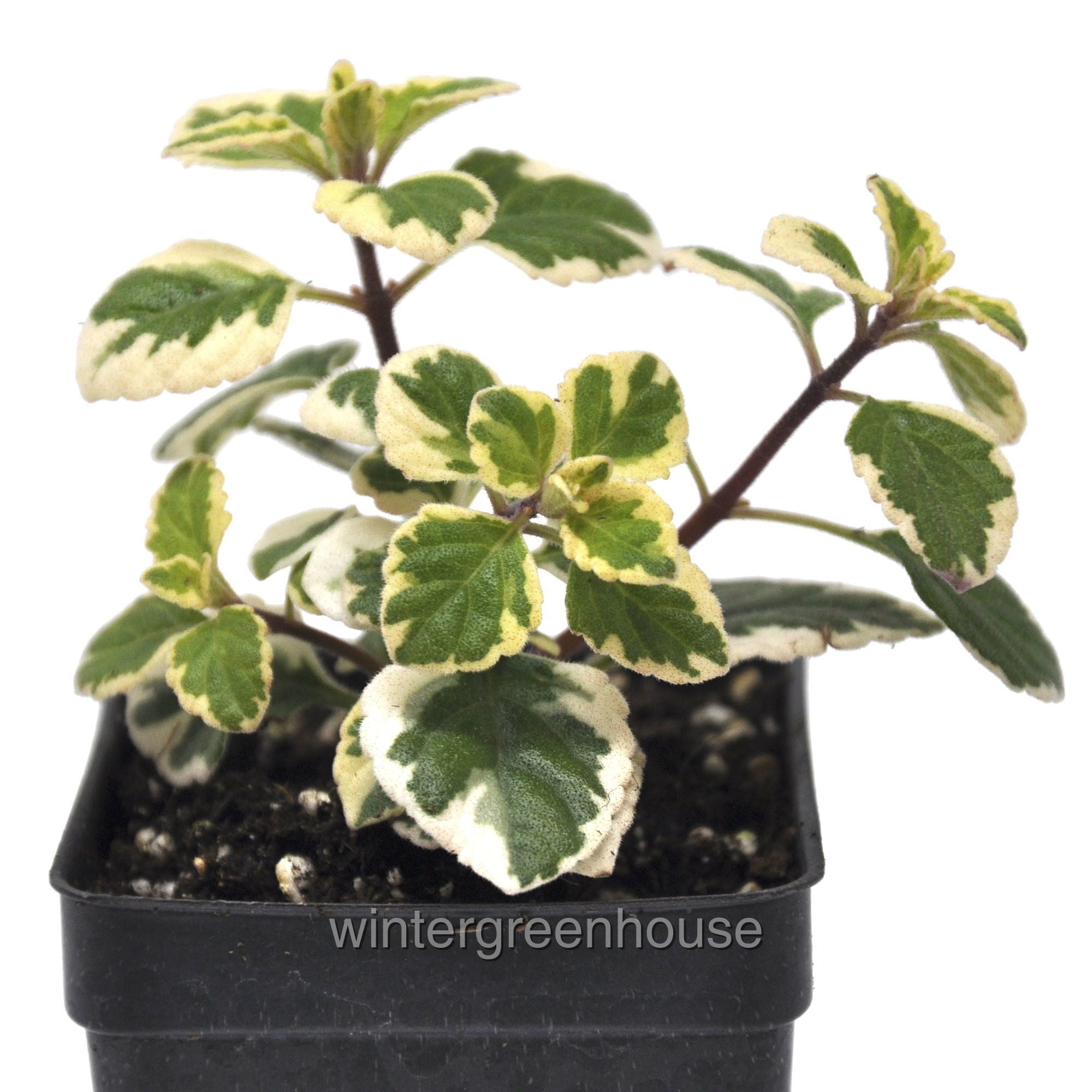 Hemizygia Candy Kisses, Wild Sage 3" (2.6x3.5") Pot Colorful