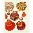 thumbnail image 3 of Fab Funky 20x24 Black Modern Framed Museum Art Print Titled - Red and Cream Clam Shells, 3 of 5