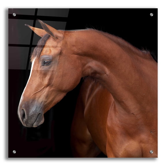 Epic Art 'Jack' by Susan Friedman, Acrylic Glass Wall Art, 24"x24"