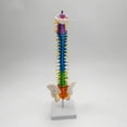 thumbnail image 2 of Flexible Spine Model for School Biology Class Column Model Anatomical Demonstration with Pelvis Standing, 2 of 9