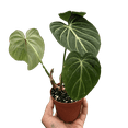 thumbnail image 4 of Philodendron Gloriosum - Live Air-Purifying Indoor Plant in Nursery Pot – Easy Care, Low Maintenance Houseplant for Home & Office Decor, Natural Air Cleaner, Best for Beginners (2"Pot), 4 of 9