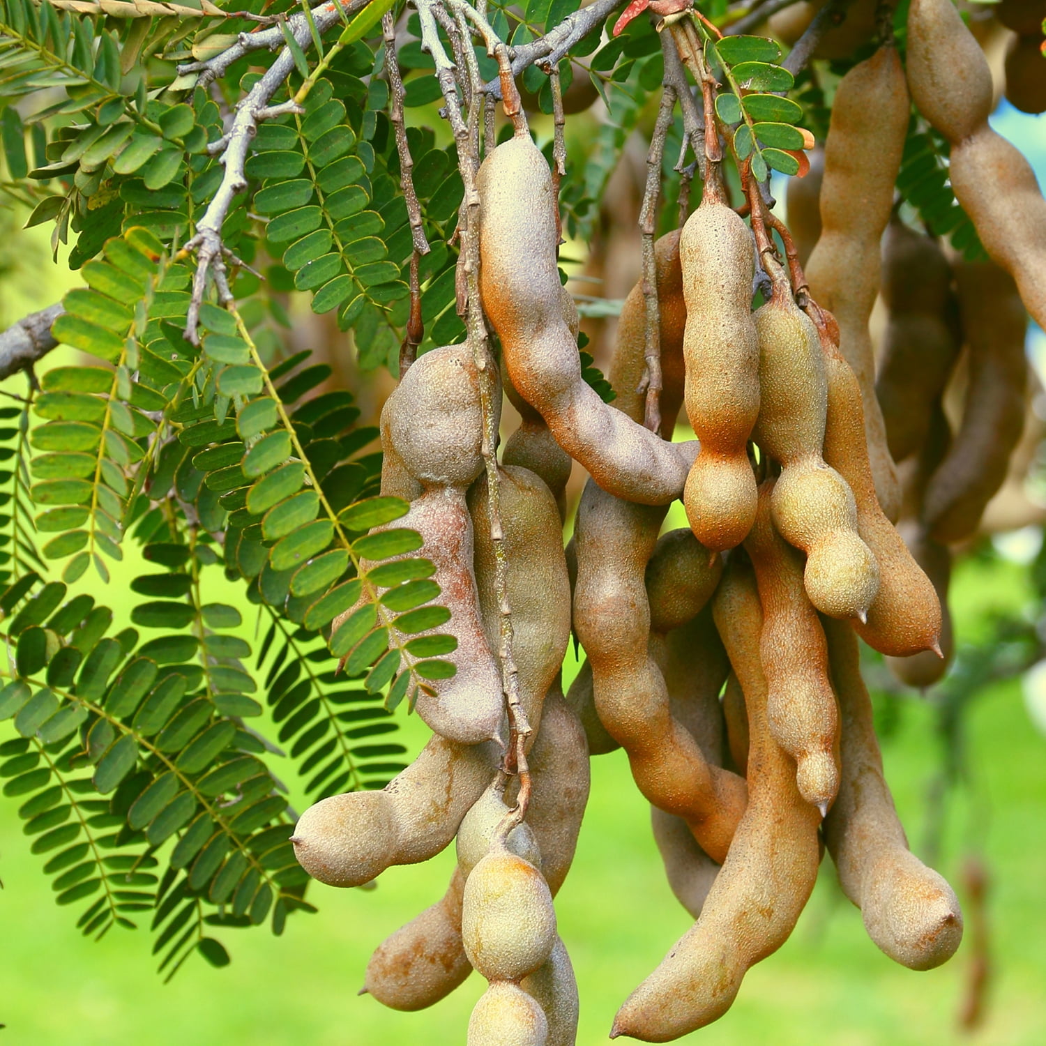 Tamarind Fruit Tree Tamarindus indica Live Plant