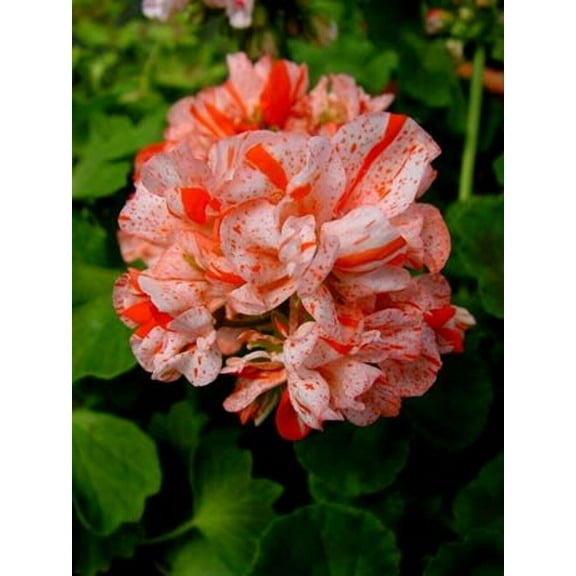10 Orange White Geranium Seeds Perennial Flower Seed Flowers Bloom 248 US SELLER
