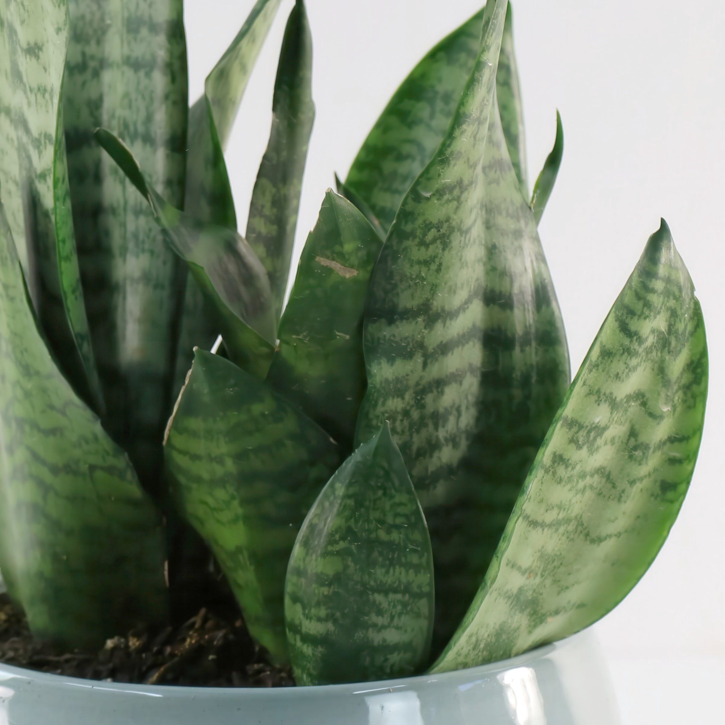 6 in. Sansevieria Zeylanica Superba Plant in Grower Container