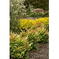 thumbnail image 4 of Heavenly Bamboo - Nandina Domestica - 2 Live Gallon Size Plants - Beautiful & Colorful Low Maintenance Foliage, 4 of 5