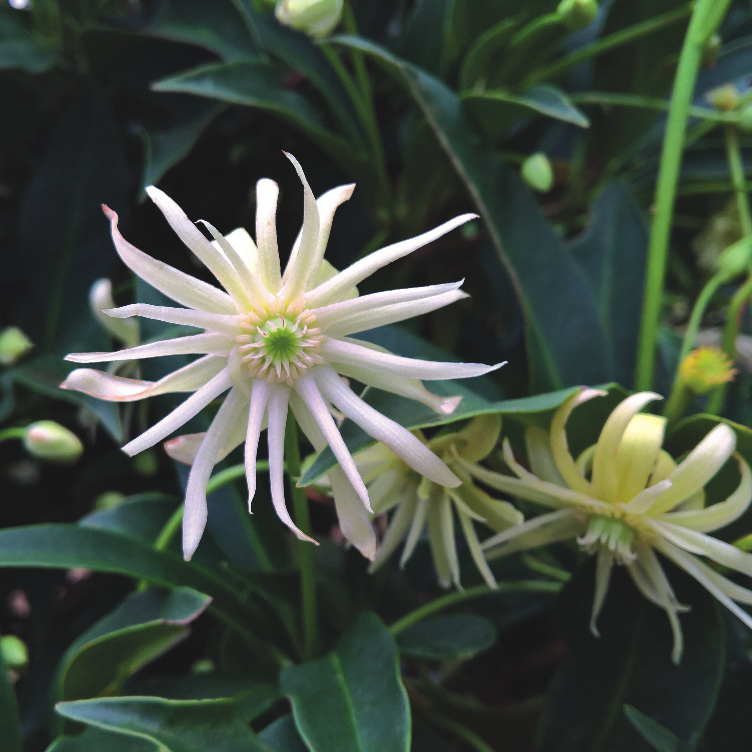 National Plant Network 1 gal. Illicium Star Flower Orion