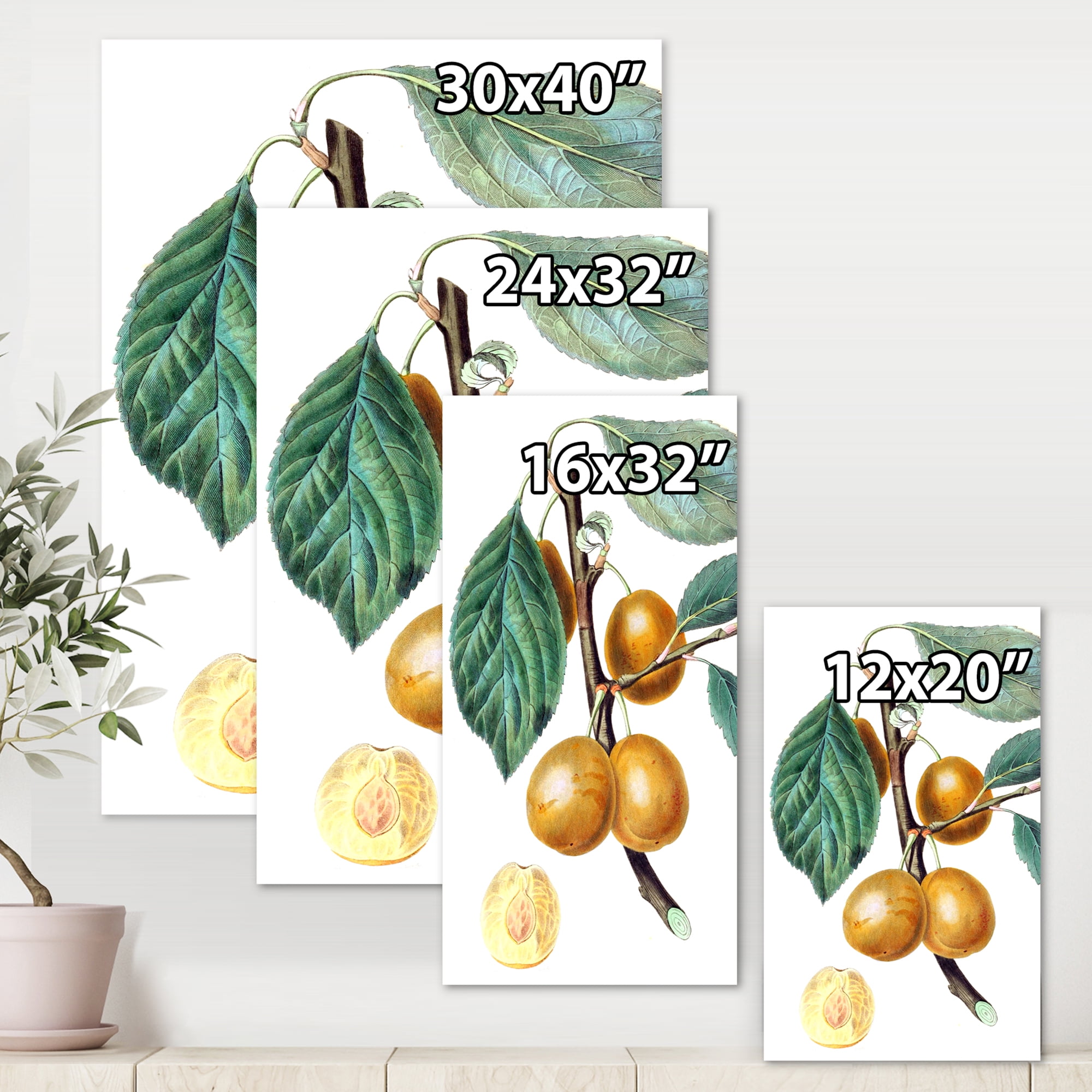 Ancient Fruits II 8 in x 12 in Painting Canvas Art Print, by Designart