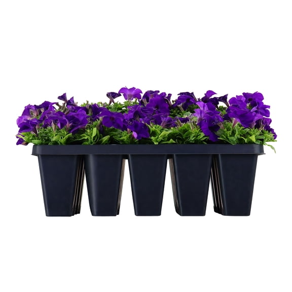 Expert Gardener 8" Blue Purple Petunia Live Plants in 3" Grower Pot Full Sun 20 Pack