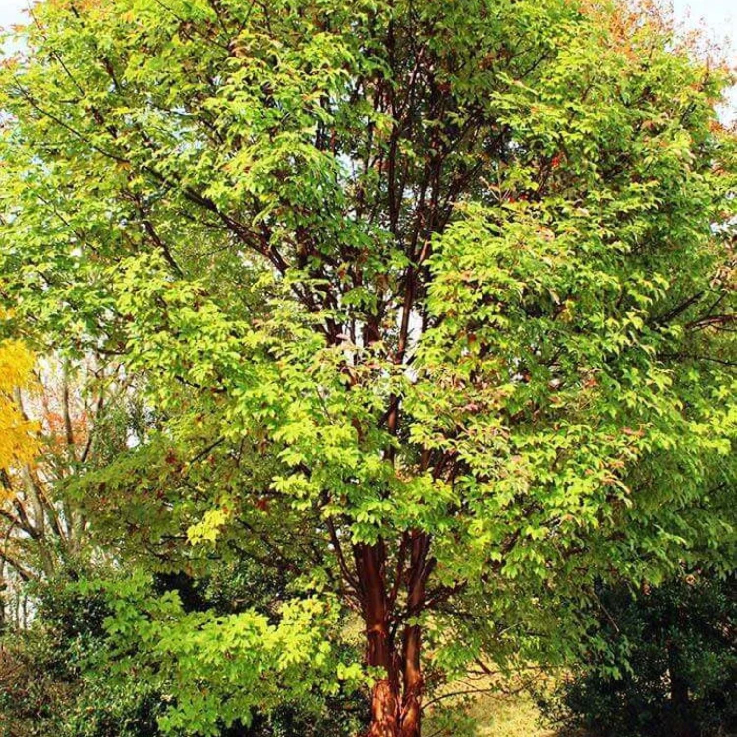 Expert Gardener 1-2' Maple Paperbark in 1 gal. Grower Pot