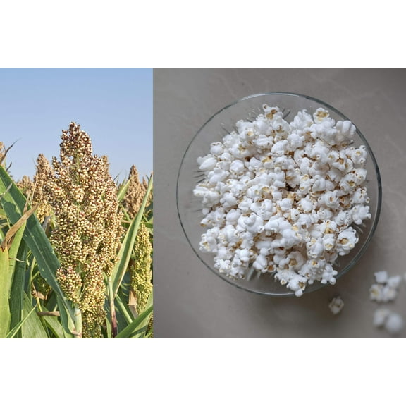 75 WHITE POPPING SORGHUM Bicolor Snack Vegetable Flour Grain Seeds