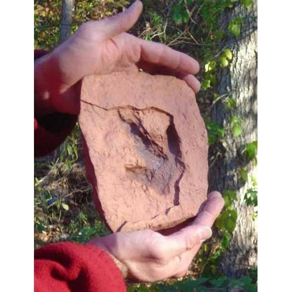 Grallator Dinosaur Footprint Fossil Replica - 6" x 7" - cast from Original Fossil - Great Dinosaur Gift