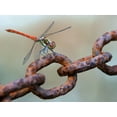 thumbnail image 2 of Hoffman, Jimmy 24x19 White Modern Wood Framed Museum Art Print Titled - Rusty, 2 of 4