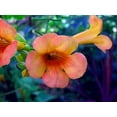 thumbnail image 2 of Indian Summer Trumpet Vine Plant - Campsis - 2.5"  Pot, 2 of 4