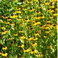 thumbnail image 4 of TomorrowSeeds - Clasping Coneflower Seeds - 6000+ Count - For 2026 Planting Dracopis Rudbeckia, 4 of 9