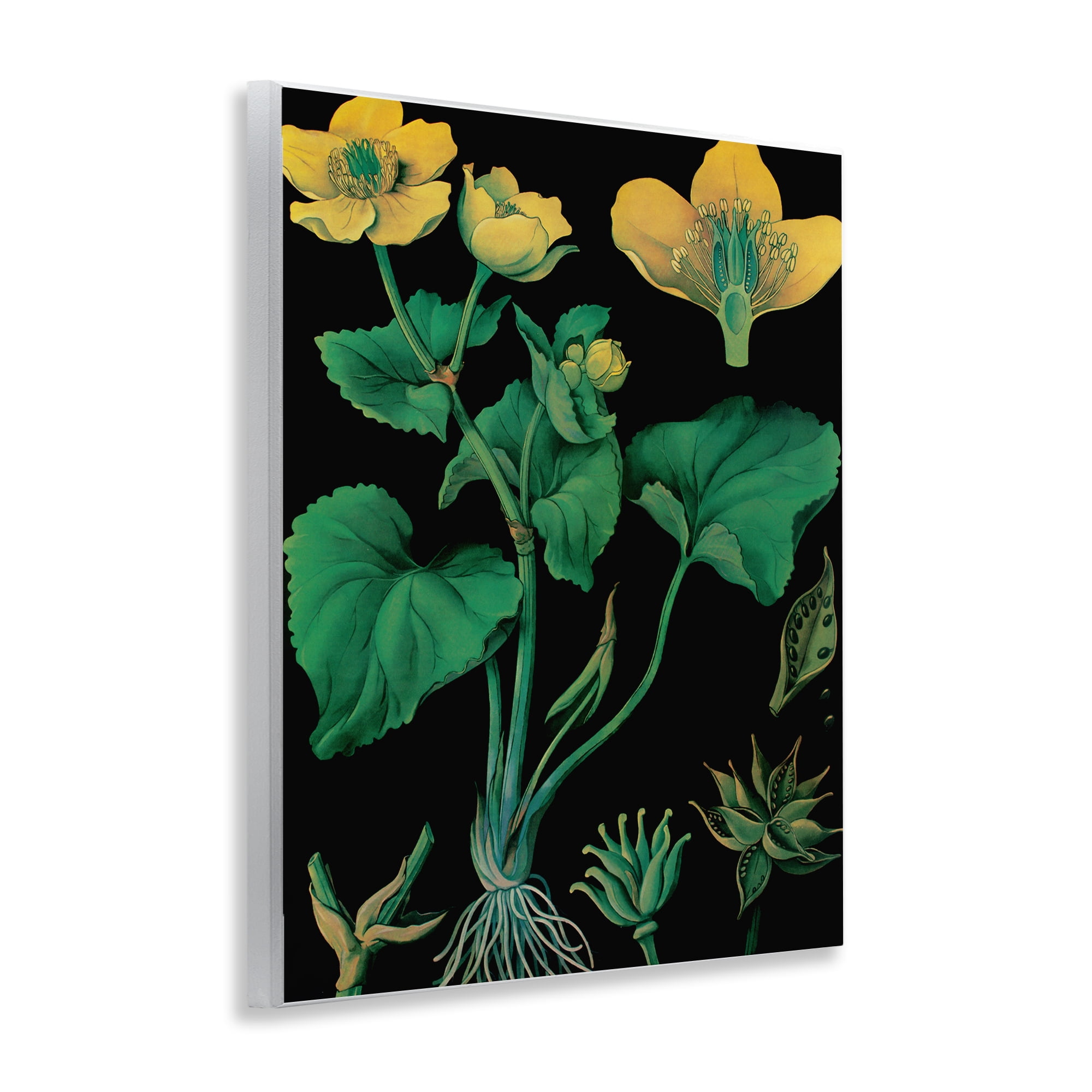 Stupell Industries Marsh Marigold Illustration Study Wall Plaque Art, design by Vintage Hustle