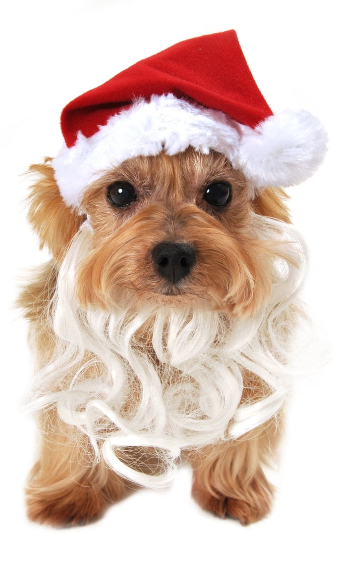 dog with a christmas hat