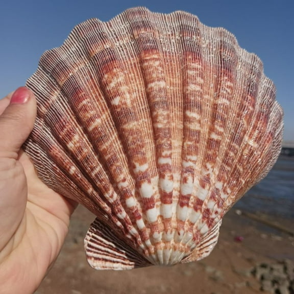 Lion Claw Shell 13 to 14cm Large Sea Shell Natural Ornament Aquarium Decor Coastal Display Gift Specimen