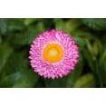 thumbnail image 6 of 50 PINK DOUBLE STRAWFLOWER Helichrysum Bracteatum Flower Seeds, 6 of 11