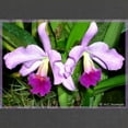 thumbnail image 2 of CafePress - Orchid, Floral, Photo Maternity Dark T Shirt - Maternity Dark T-Shirt, 2 of 3