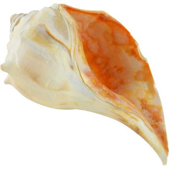 4 Atlantic Whelk Decorative Shells 4-5" (Set of 4)