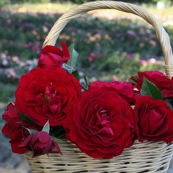 Heirloom Roses - Citiscape Bordeaux Red Rose Plant - Floribunda Rose Flowers Bush
