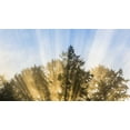 thumbnail image 2 of Paulson, Don 18x12 Black Ornate Wood Framed with Double Matting Museum Art Print Titled - Washington, Seabeck Sun rays through fir trees, 2 of 4